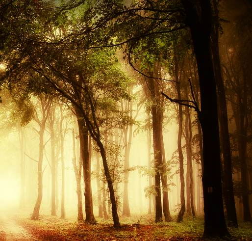 The Melody of Life - by Robert Ringer