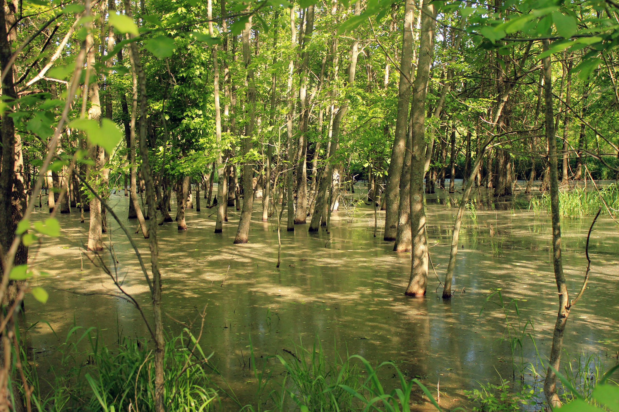 Лес затопленный водой. Затопленный лес амазонки амазонки. Миссури болота. Болотистые леса Румыния.